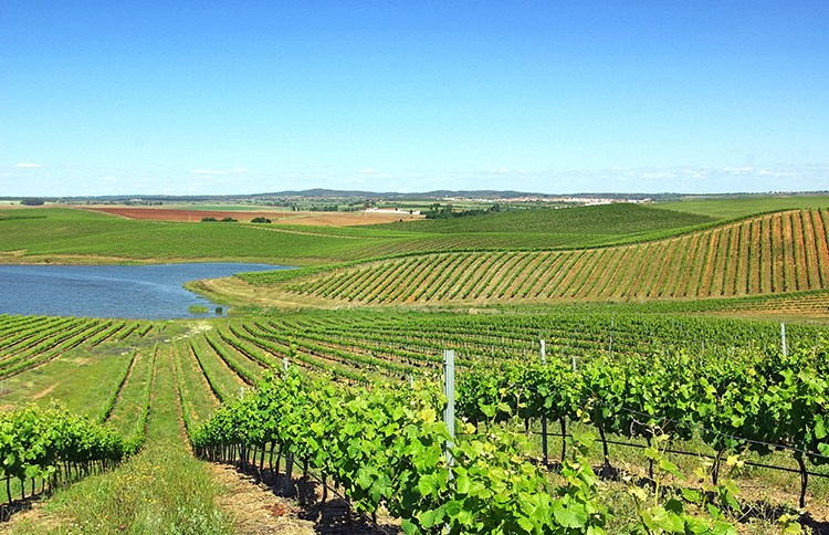 Região dos Vinhos Verdes é destino ideal para amantes de bons vinhos