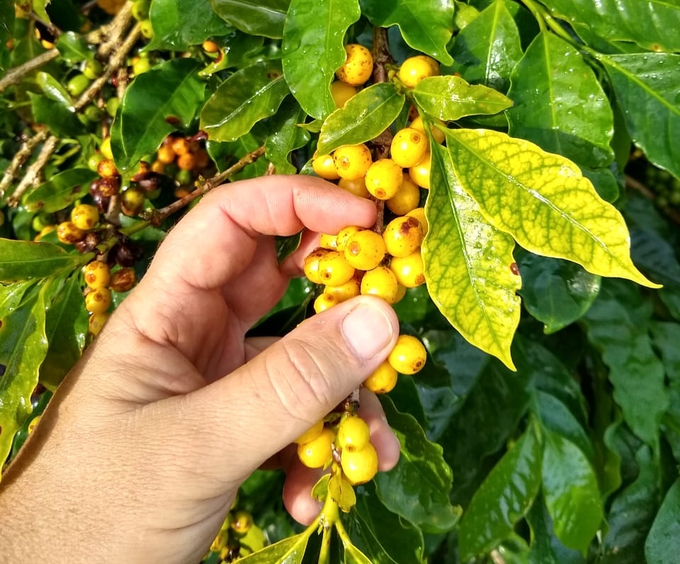 Foto dos grãos de café da variedade Bourbon Amarelo, da Alto Alegre Cafés Especiais
