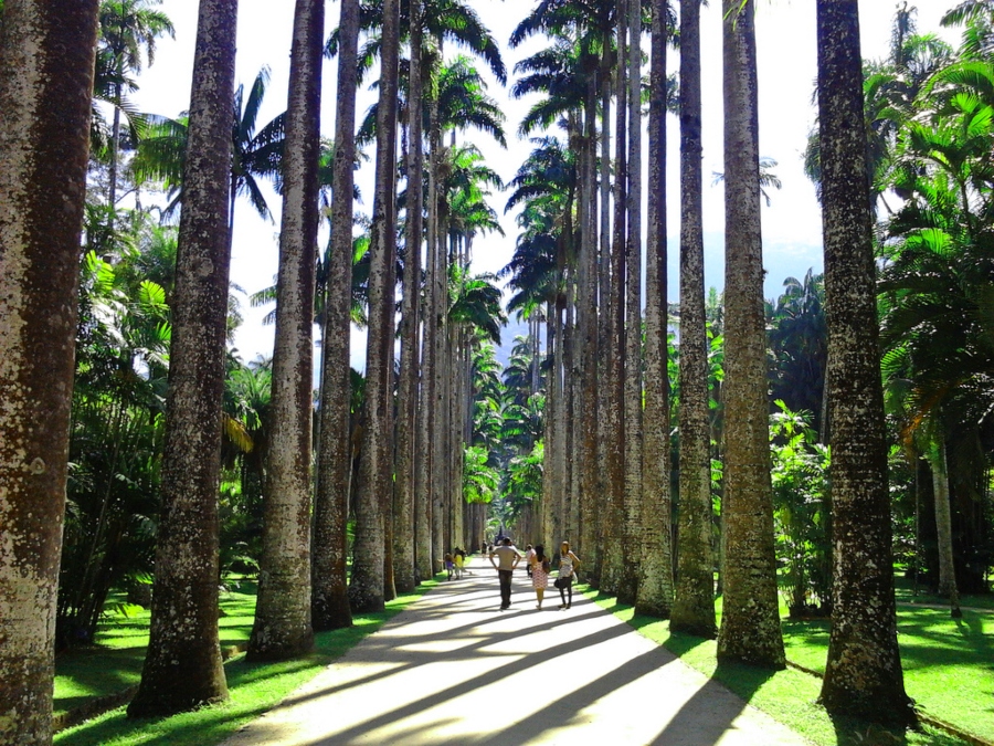 Foto das palmeiras imperiais no jardim botânico do RJ 