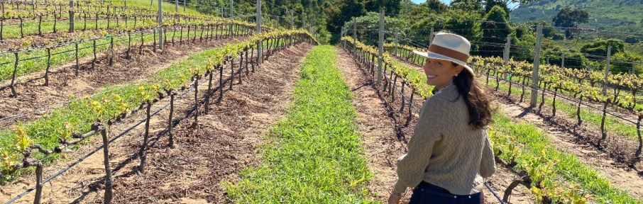 Vinícolas de São Paulo e Minas Gerais se destacam na produção de vinhos finos brasileiros, desenvolvidos com a revolucionária técnica da poda invertida 