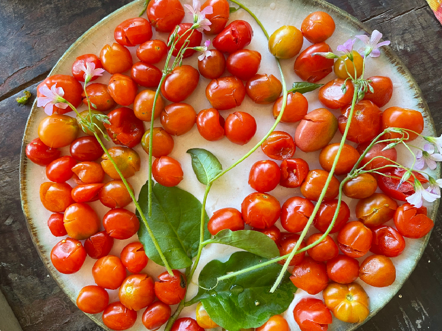 Tomatinhos cereja organicos fazenda Allianca
