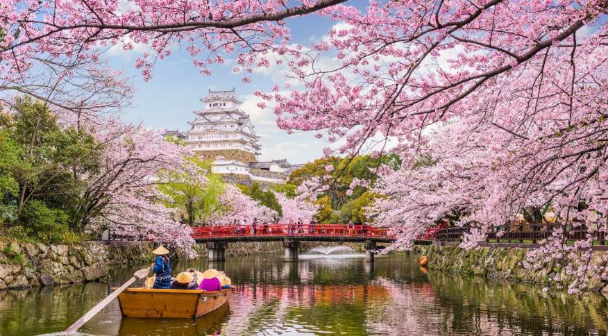 Chegada da primavera no Japão é marcada pelo florescimento das cerejeiras, um dos símbolos do país