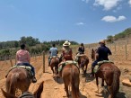 Enoturismo: vinícola na Serra da Mantiqueira une cavalgada e degustação