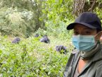 Como é estar lado a lado dos gorilas de Ruanda no Parque Nacional dos Vulcões